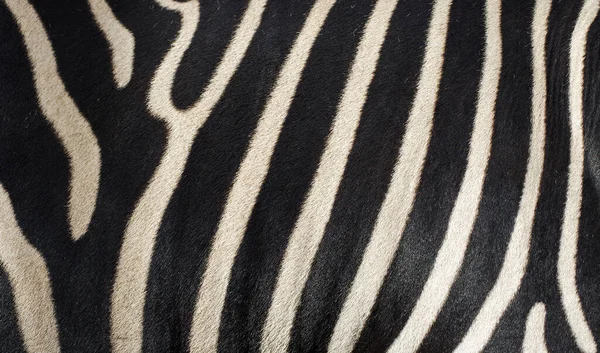 Zebra Derisinin Doğal Dokusu — Stok fotoğraf