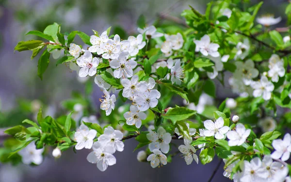 Cherry Větev Krásným Pozadím — Stock fotografie