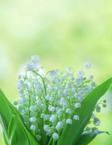 Maiglöckchen Blüten Aus Nächster Nähe Auf Grünem Bokeh Hintergrund Mit — Stockfoto