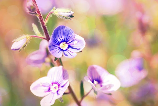 Abstraktní Květ Květiny Hřišti — Stock fotografie