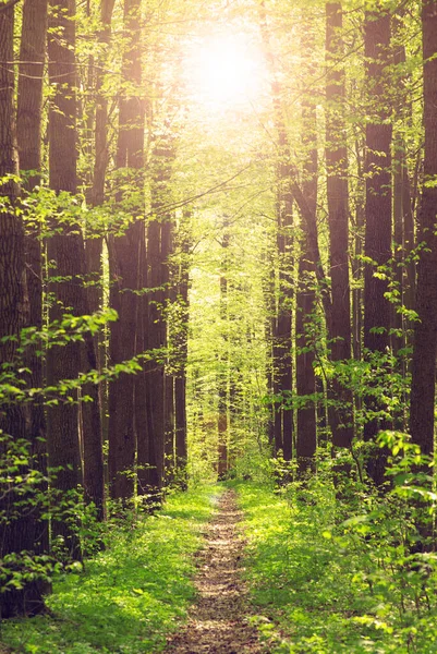 Μια Ηλιόλουστη Ημέρα Στο Καταπράσινο Δάσος — Φωτογραφία Αρχείου