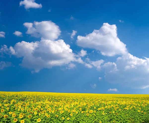 Ayçiçeği Tarlası Mavi Güneş Gökyüzü — Stok fotoğraf