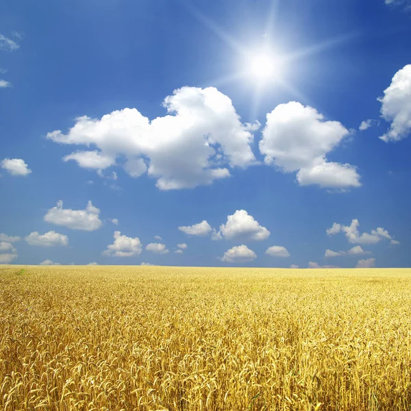 Пшеничне Поле Блакитне Небо Сонцем — стокове фото