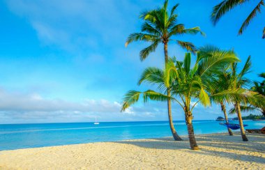 Hindistan cevizi ağacı gökyüzü arka plan üzerinde