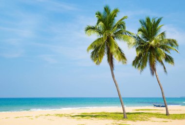 Hindistan cevizi ağacı gökyüzü arka plan üzerinde