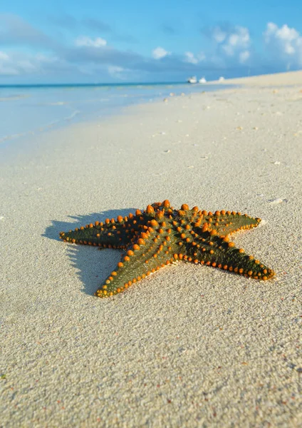 Seestern Strand — Stockfoto