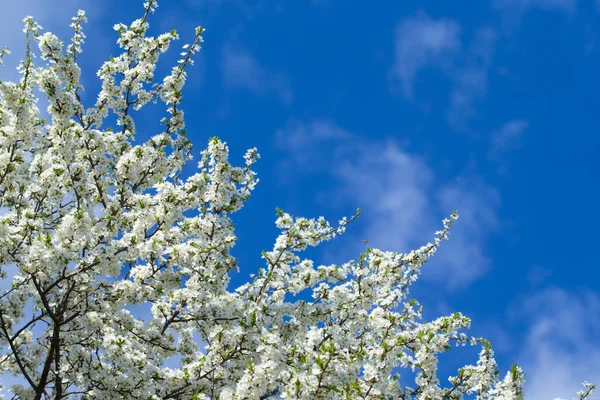 Bellissimo Sakura Fiori Ciliegio Primavera Sopra Cielo — Foto Stock