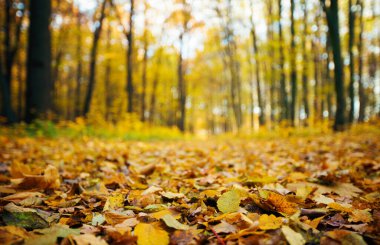 Güneş ışınları ile altın sonbahar orman