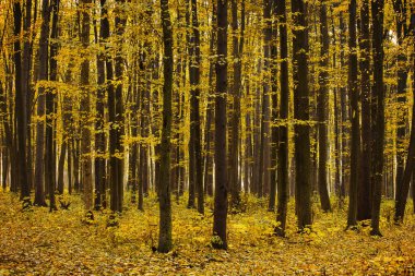 Sonbahar ormanı ve bir ayak izi.