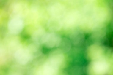 Yeşil bokeh arka plan doğa orman odak dışı