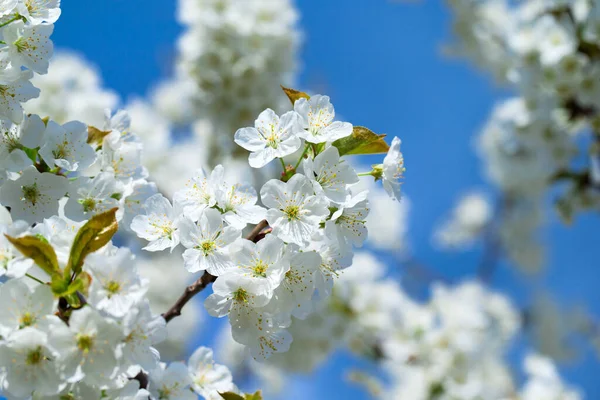 Spring Gränsen Bakgrund Med Blommor Närbild Abstrakt Blommig Våren Bakgrund — Stockfoto