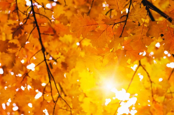 Feuilles Érable Jaunes Sur Une Brindille Automne — Photo