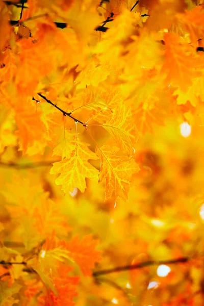 Gele Maple Laat Een Takje Herfst — Stockfoto