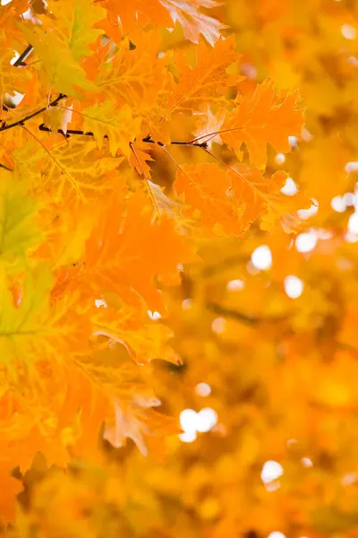Осенний Желтый Клен Листья Фона — стоковое фото