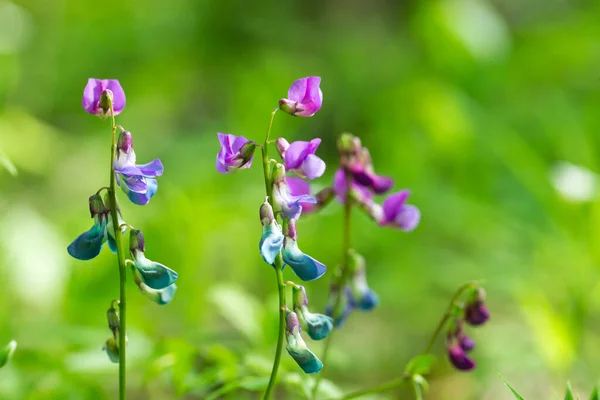 Violeta Flores Silvestres Com Luz Solar Fechar — Fotografia de Stock