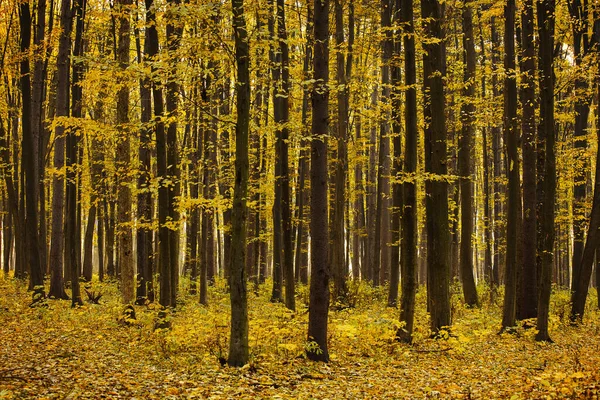秋の森と足袋 — ストック写真