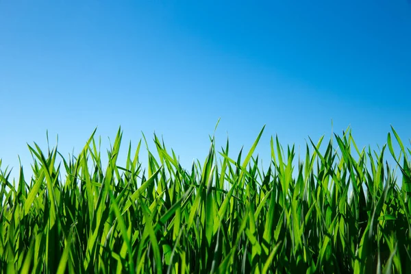 Groen Gras Tegen Blauwe Lucht — Stockfoto