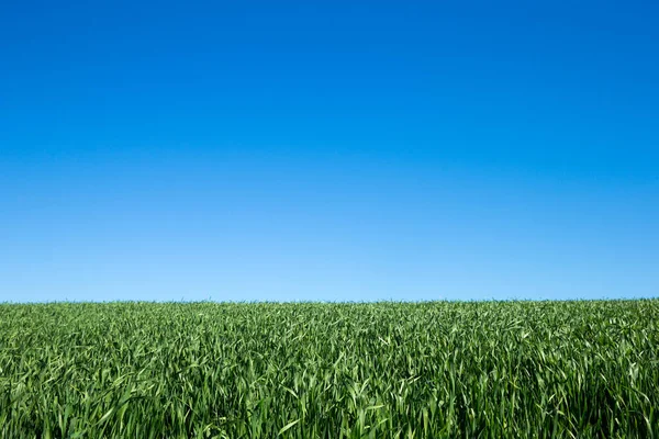 Campo Erba Verde Cielo — Foto Stock