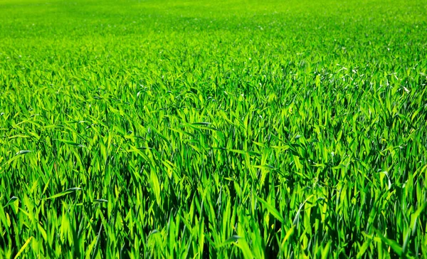 Zielona Trawa Trawnik Letni — Zdjęcie stockowe