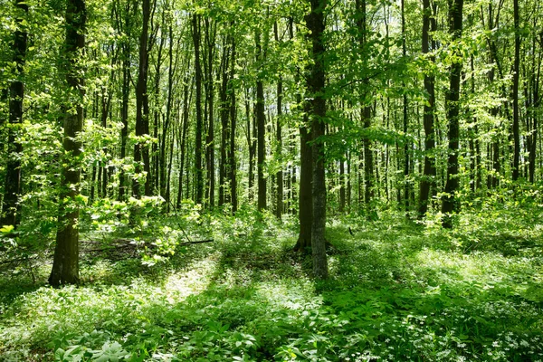 Forest Trees Nature Green Wood Sunlight Backgrounds — Stock Photo, Image