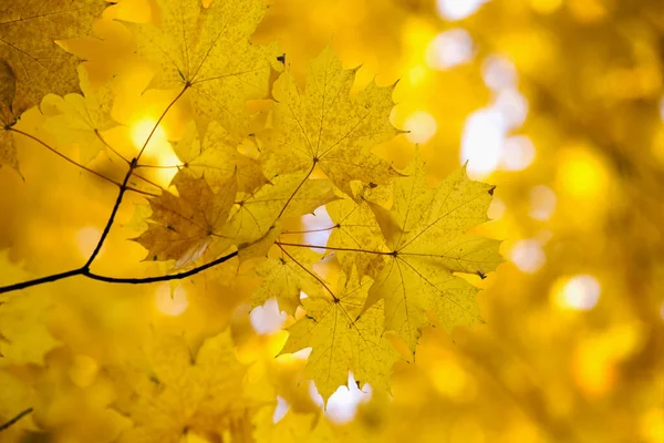 Gelbe Ahornblätter Auf Einem Zweig Herbst — Stockfoto