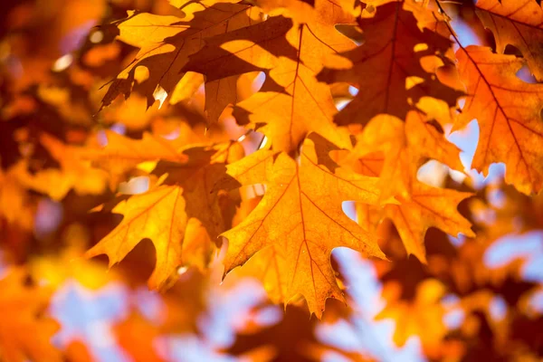 Feuilles Érable Jaune Automne Fond — Photo