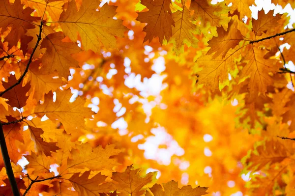 Folhas Bordo Amarelas Galho Outono — Fotografia de Stock