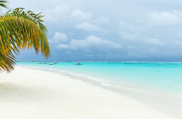 Palmeras Una Playa Tropical — Foto de Stock