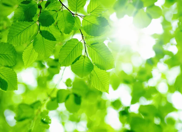 Hojas Verdes Sobre Fondo Verde — Foto de Stock