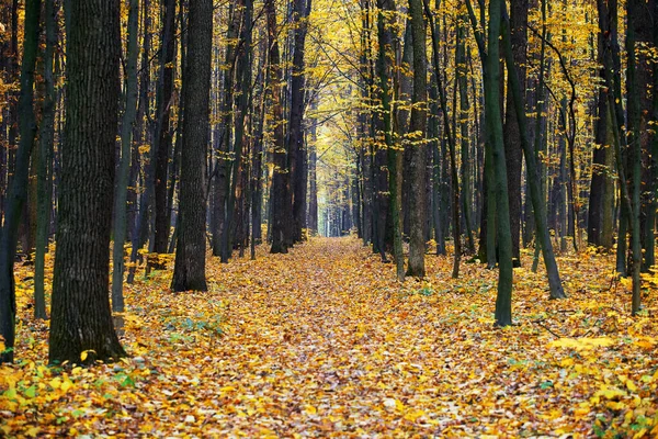 Pathway Autumn Forest — Stock Photo, Image