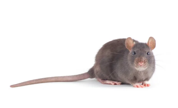 Ratte Nahaufnahme Isoliert Auf Weißem Hintergrund — Stockfoto