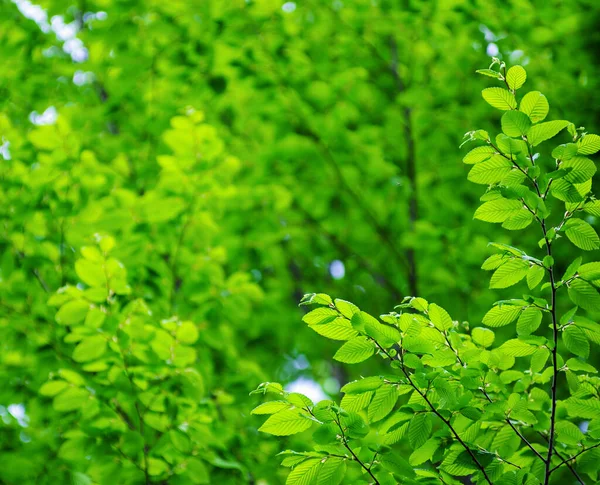 Young Beech Leaves Background — Stock Photo, Image