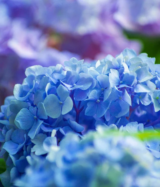 Flores Hortensias Azules Cerca — Foto de Stock