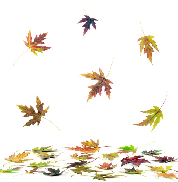 Autumn Maple Leaves White — Stock Photo, Image