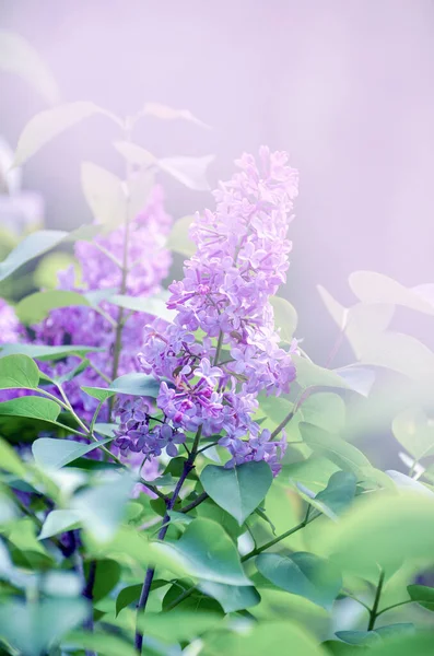 Lilac Kvetoucí Větve Selektivní Zaměření — Stock fotografie