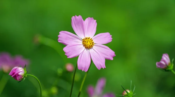 Campo Cosmo Fiore Sfondo — Foto Stock