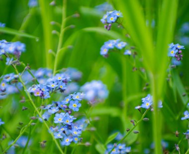Bahar çayırında küçük mavi unutma beni çiçekleri