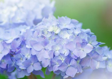 Mavi ortanca çiçekleri kapatın