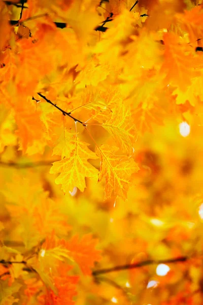 Gelbe Ahornblätter Auf Einem Zweig Herbst — Stockfoto
