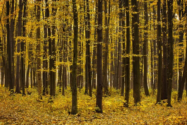 Herfstbos Een Voetafdruk — Stockfoto