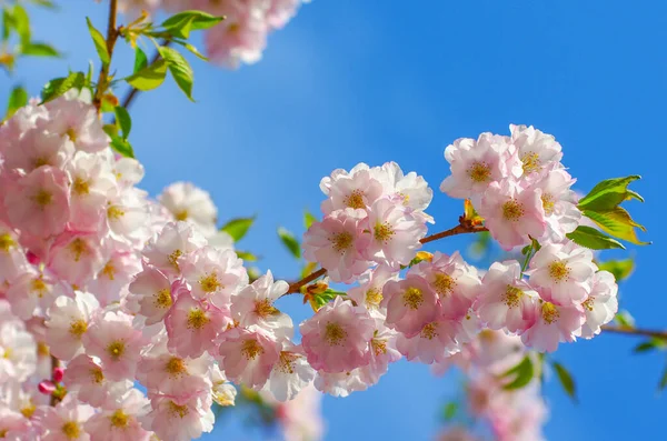 Blooming Sakura Pink Flowers Spring — Stock Photo, Image