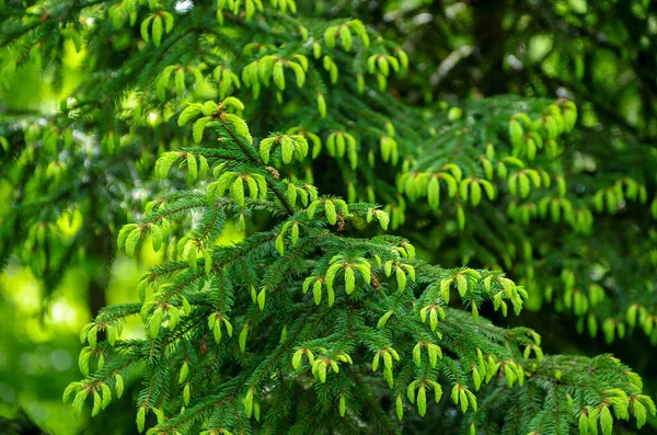 Зеленый Еловый Фон Хвойное Дерево Селективный Фокус — стоковое фото