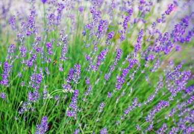 Çiçek bahçesindeki lavanta çiçeğine odaklan. Güneş ışığıyla aydınlanan lavanta çiçekleri..