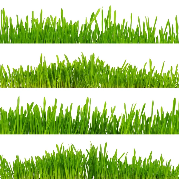 白色背景的绿草 — 图库照片