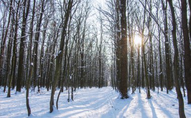 Kışın kar kaplı ağaçlar arka plan