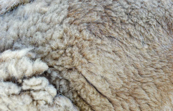 Textur Einer Wolle Tier Lama Hintergrund Braun — Stockfoto