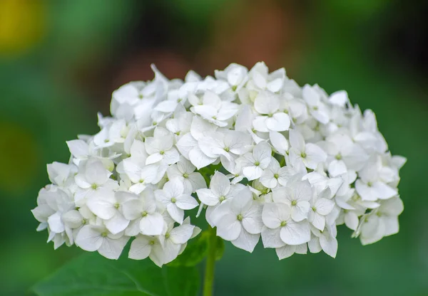 Weiße Hortensie Blumen Zarten Romantischen Floralen Hintergrund — Stockfoto