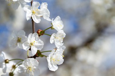 Doğanın arka planında çiçek ağacı var. Bahar çiçekleri. Bahar arkaplanı