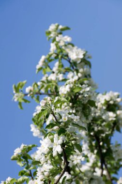 elma ağacının beyaz çiçekli bahar çiçeği