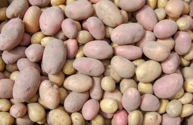 Bir tarlada patates hasat etmek.